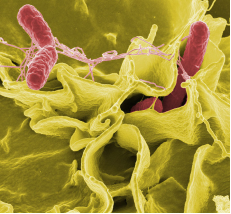 La règlementation européenne demande de surveiller la contamination en salmonelle dans les usines. Crédit : Perstorp